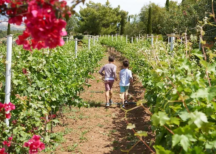 Vineyard Estate Villa Porto Cheli